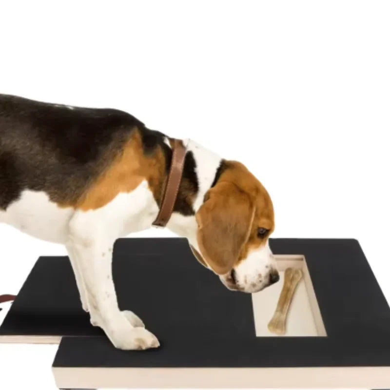 Interactive Dog Scratch Board